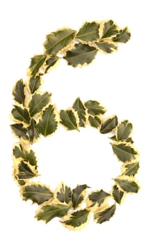 Holly Leaves in the form of the digit six. Isolated on white.