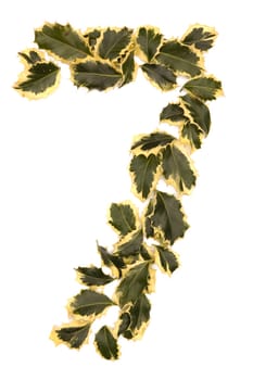 Holly Leaves in the form of the digit seven. Isolated on white.
