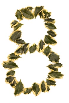 Holly Leaves in the form of the digit eight. Isolated on white.