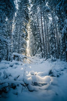 Winter snow covered trees. Viitna, Estonia.