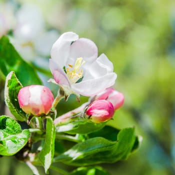 Blossoming branch of a apple tree, close up. Note