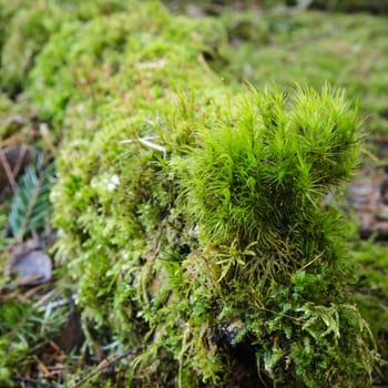 Snag acquired a moss, a close up