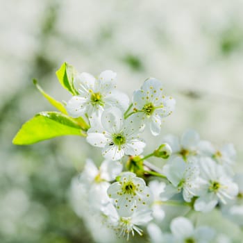 Blossoming branch of a cherry, close up. Note