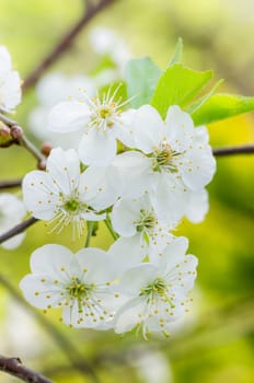 Blossoming branch of a cherry, close up. Note