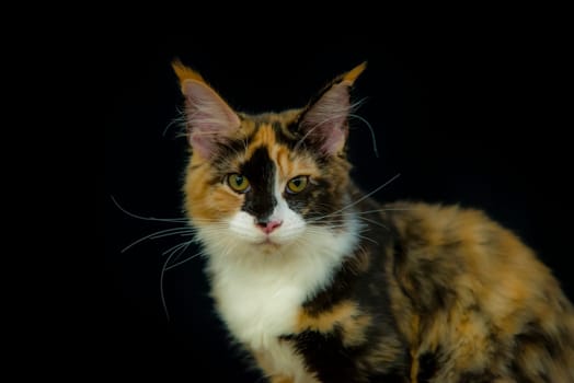 maine coon cat portrait.