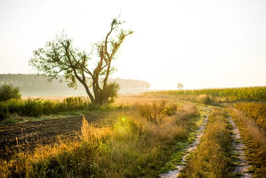 sunrise over a field on a spring day.
