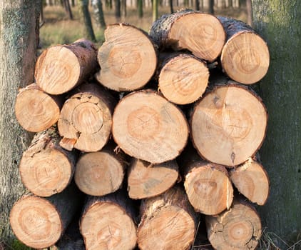 http://www.shutterstock.com/pic-75694408/stock-photo-freshly-cut-tree-logs-piled-up.html?src=aqelad600-ef-s6autbfgg-1-12