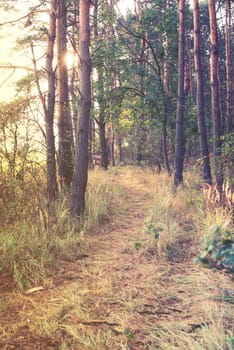 vintage forest background