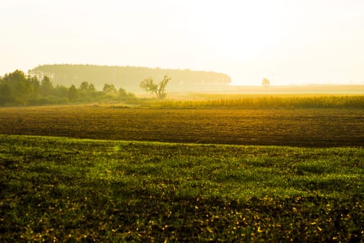 sunrise over a field on a spring day.
