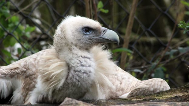 Portrait of The Himalayan Griffon Vulture (Gyps Himalayensis)