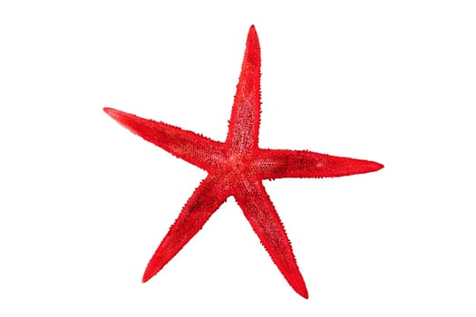 Red starfish isolated on a white background