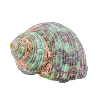 Green shell isolated on a white background