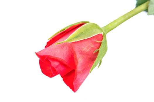 Red rose isolated on a white background