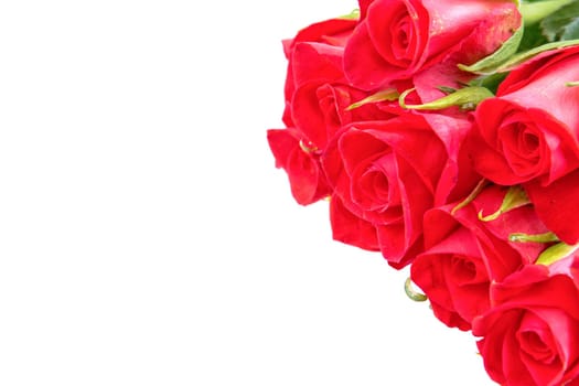 Red roses isolated on a white background