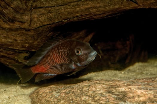Cichlid fish from genus Tropheus in a aquarium
