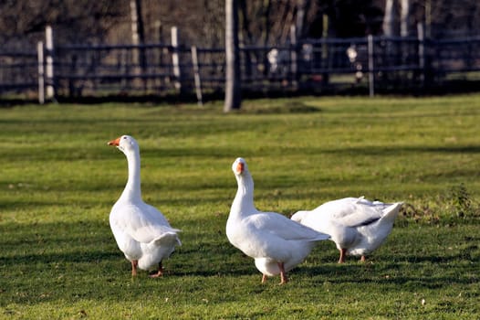 geese in the barnyard