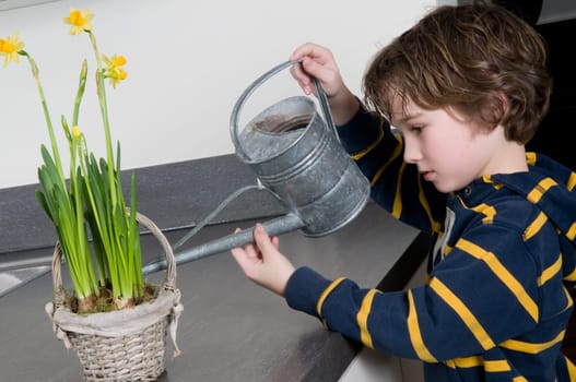 Young boy watering some yellow narcissus