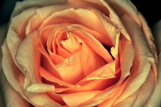 a rose on black background