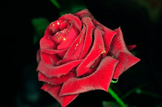 a rose with glitter on black background