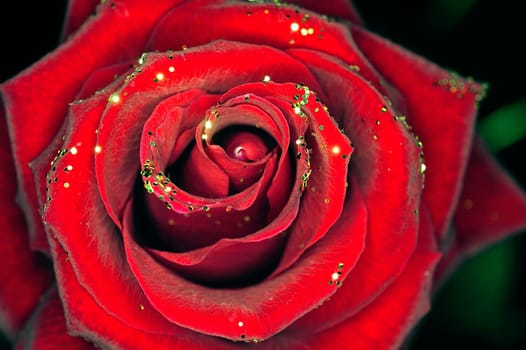 a rose with glitter on black background