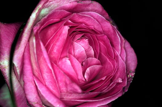 a rose on black background