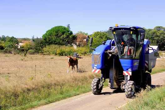 The harvest with machines to harvest the grapes in France in the department of Gard.