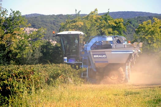 The harvest with machines to harvest the grapes in France in the department of Gard.