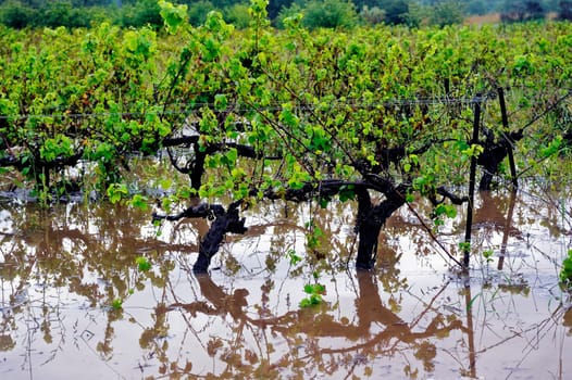 Flood vines in France in the department of Gard.