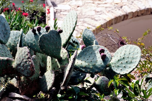 Massive prickly pears in the garden of a house