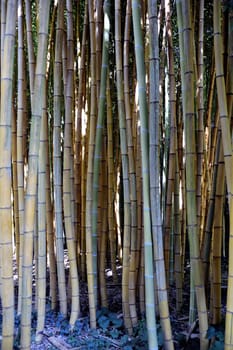 Park Anduze bamboo where almost all species are represented and promoted in an Asian garden