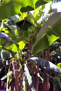 banana tree in the park Anduze bamboo where almost all species are represented and promoted in an Asian garden