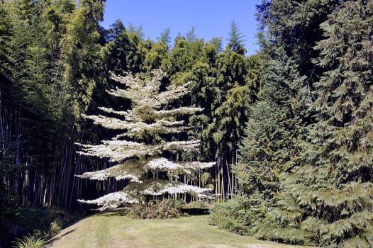 Park Anduze bamboo where almost all species are represented and promoted in an Asian garden