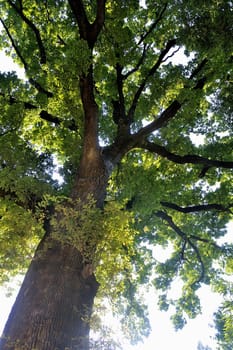 An old oak diving against a background of sky
