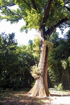 An old oak tree in the middle of a bamboo forest