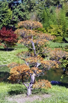 Japanese Garden Park Anduze bamboo where almost all species are represented and promoted in an Asian garden