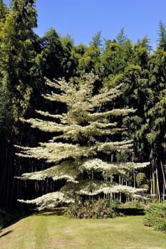 Park Anduze bamboo where almost all species are represented and promoted in an Asian garden