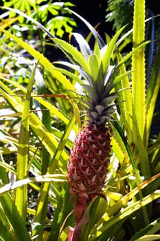 pineapple plantation in the park of Anduze bamboo where almost all species are represented and promoted in an Asian garden.