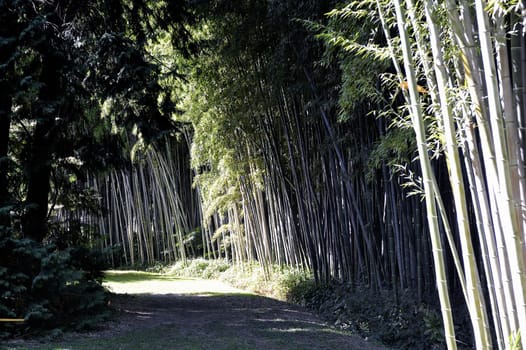 Park Anduze bamboo where almost all species are represented and promoted in an Asian garden