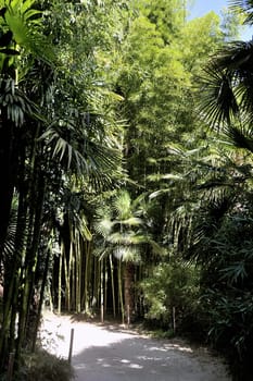An alley of the park bamboo Anduze where almost all species are represented.