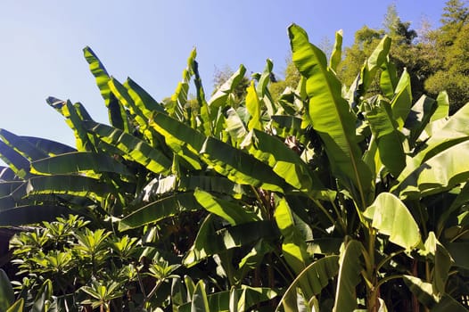 banana tree in the park Anduze bamboo where almost all species are represented and promoted in an Asian garden