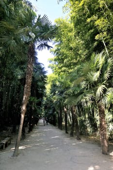 An alley of the park bamboo Anduze where almost all species are represented.