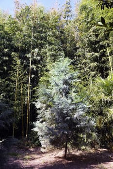 Park Anduze bamboo where almost all species are represented and promoted in an Asian garden