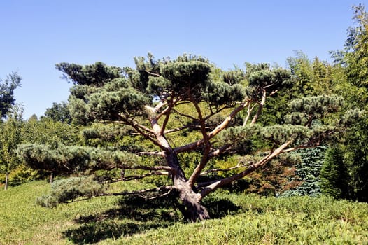 Japanese Garden Park Anduze bamboo where almost all species are represented and promoted in an Asian garden