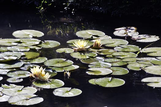 Japanese Garden Park Anduze bamboo where almost all species are represented and promoted in an Asian garden