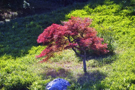 Japanese Garden Park Anduze bamboo where almost all species are represented and promoted in an Asian garden