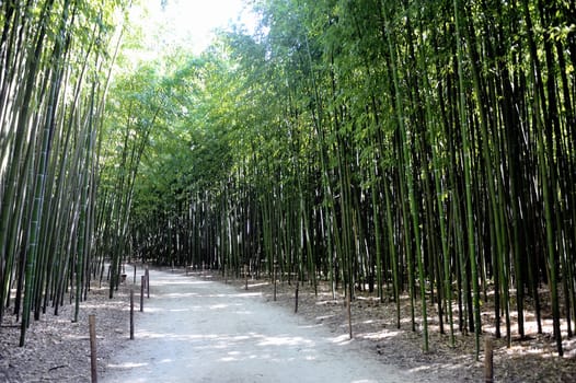 Park Anduze bamboo where almost all species are represented and promoted in an Asian garden