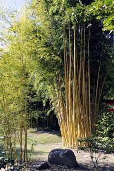 Park Anduze bamboo where almost all species are represented and promoted in an Asian garden