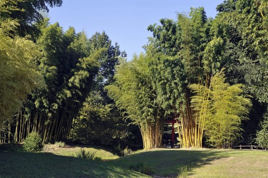 Park Anduze bamboo where almost all species are represented and promoted in an Asian garden