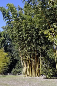 Park Anduze bamboo where almost all species are represented and promoted in an Asian garden