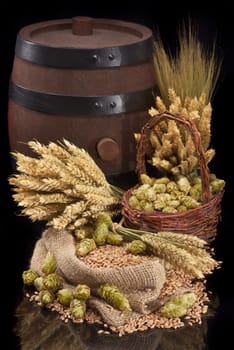 Beer ingredients – wheat,barley,hops and malt insulated on black